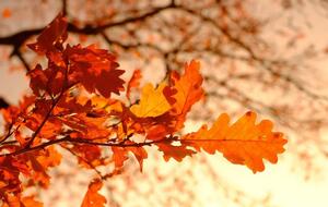 Синоптики пообещали в Закарпатье до +17 °C