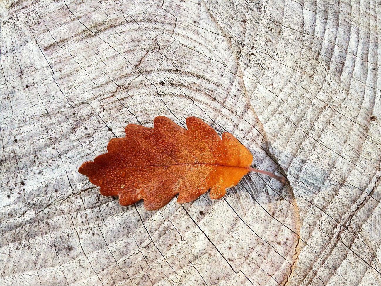 У листопаді починається стійке зниження температури, зазначили синоптики