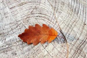 У листопаді починається стійке зниження температури, зазначили синоптики