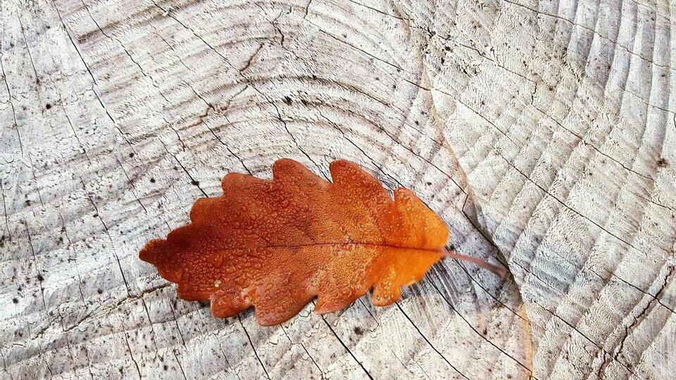У листопаді починається стійке зниження температури, зазначили синоптики