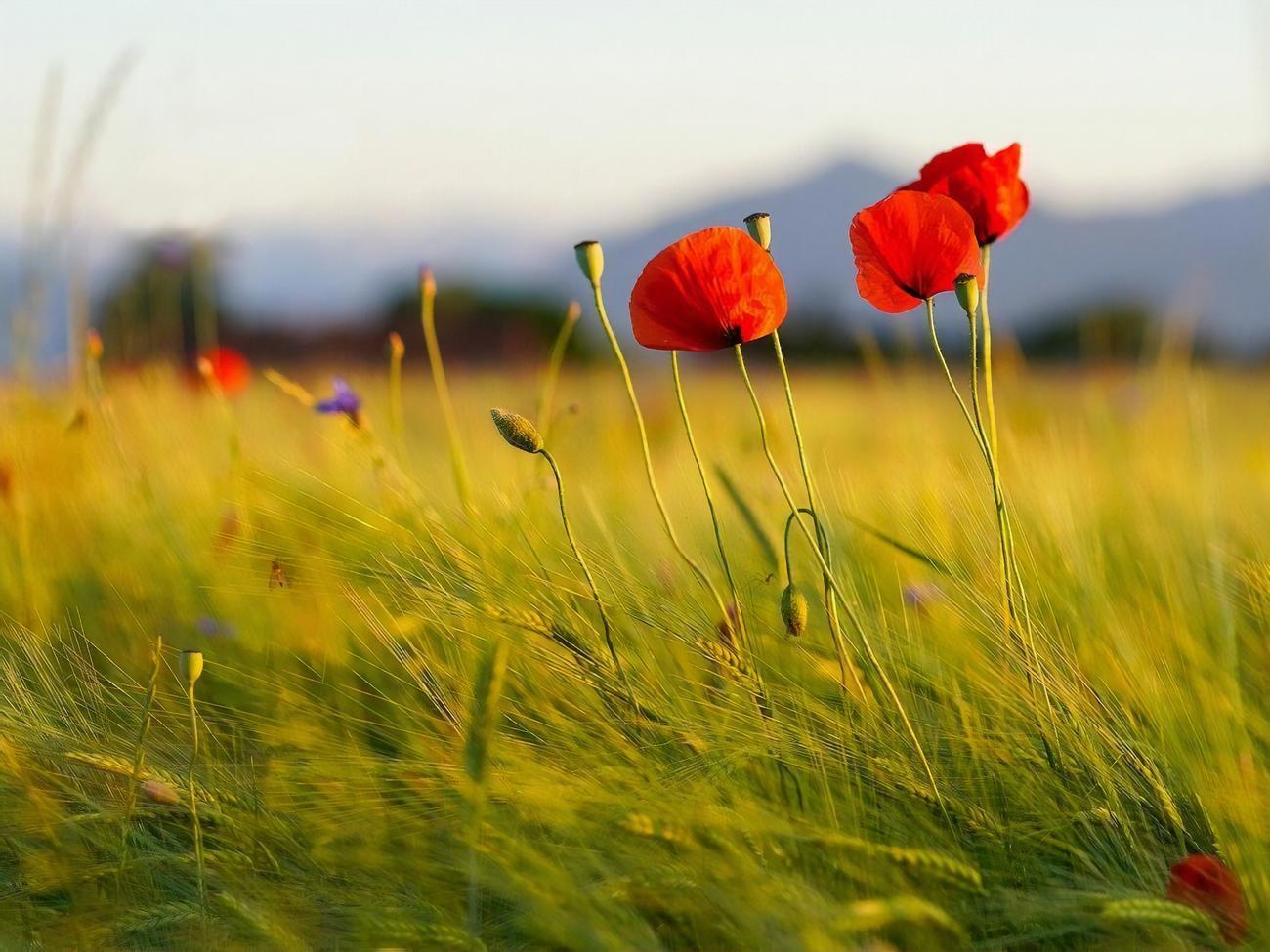 Протягом перших 100 днів функціонування ринку землі її середня вартість становила майже 44 тис. грн за 1 га