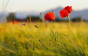 За первые 100 дней функционирования рынка земли ее средняя стоимость составляла почти 44 тыс. грн за 1 га