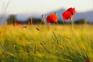 За первые 100 дней функционирования рынка земли ее средняя стоимость составляла почти 44 тыс. грн за 1 га