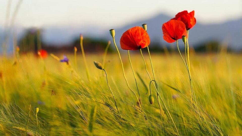 Протягом перших 100 днів функціонування ринку землі її середня вартість становила майже 44 тис. грн за 1 га