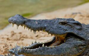 Животное умерло примерно три дня назад, сообщил зоолог