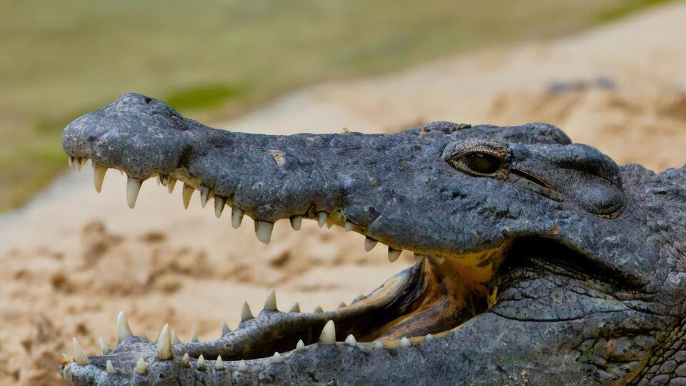 Животное умерло примерно три дня назад, сообщил зоолог