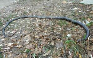 Полиция ищет возможных владельцев мертвого пресмыкающегося