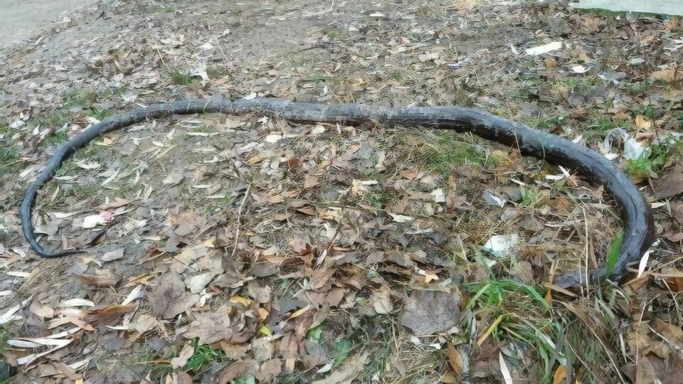 Полиция ищет возможных владельцев мертвого пресмыкающегося