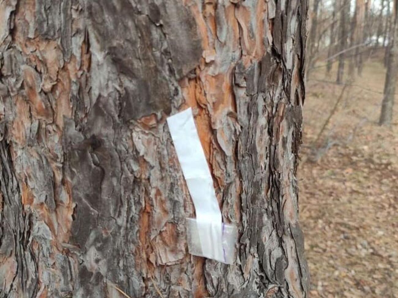Щодня до чат-боту Drug Hunters надходять десятки повідомлень від очевидців правопорушень