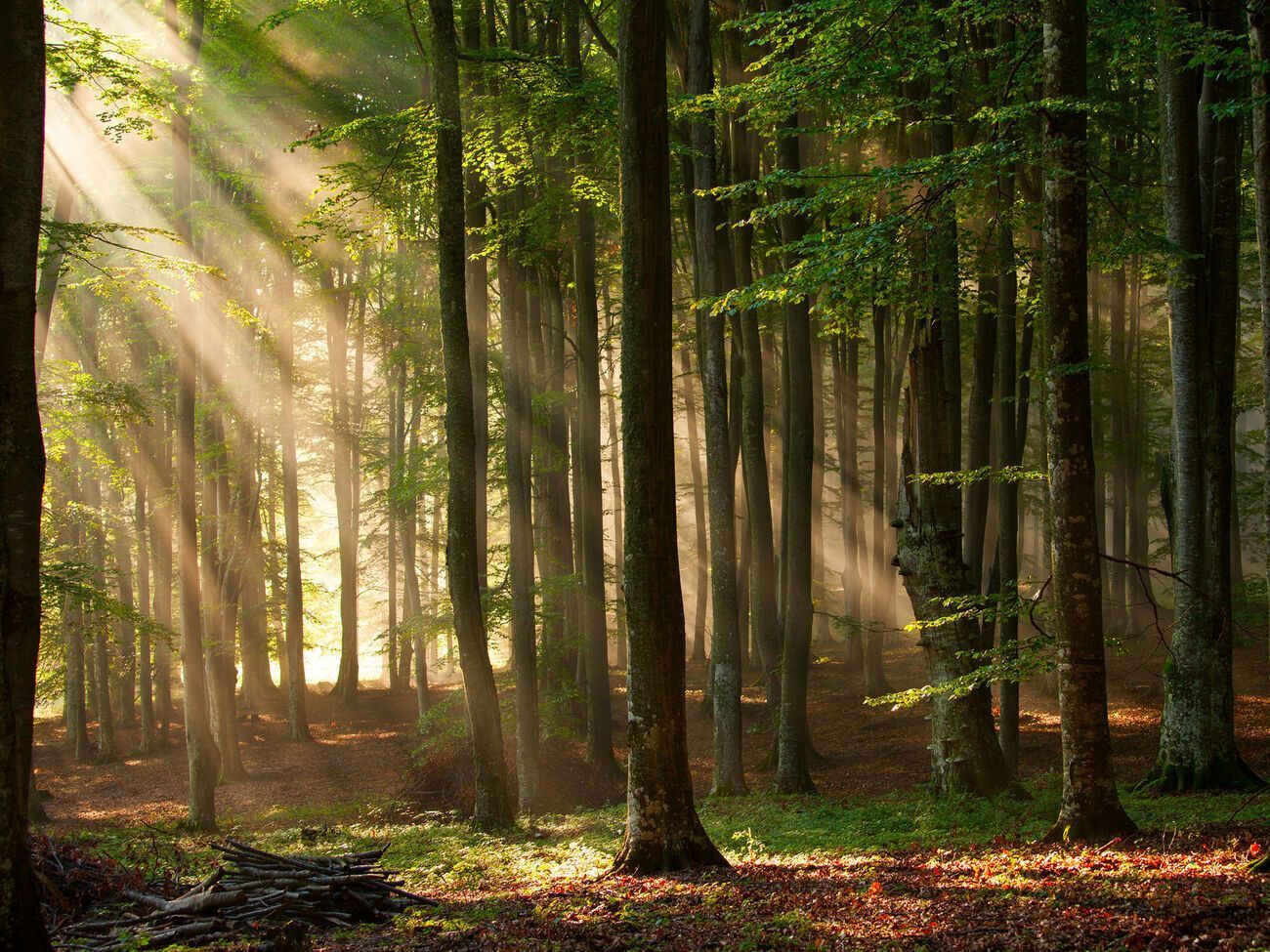 Рада не стала отменять мораторий на экспорт необработанной древесины