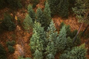 Україна приєдналася до декларації, яка закликає скоротити вирубування лісів