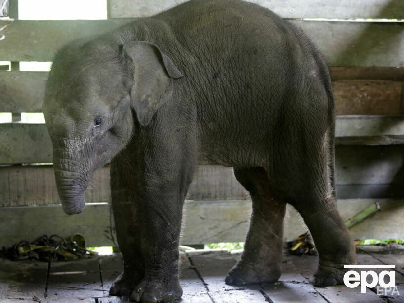 Слоненка пытались спасти в заповеднике