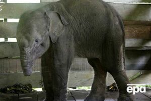 Слоненка пытались спасти в заповеднике