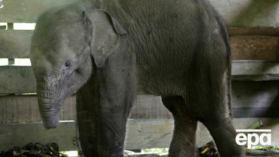 Слоненка пытались спасти в заповеднике