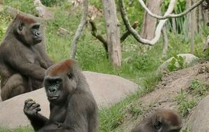 В зоопарке надеются, что животные будут болеть в легкой форме