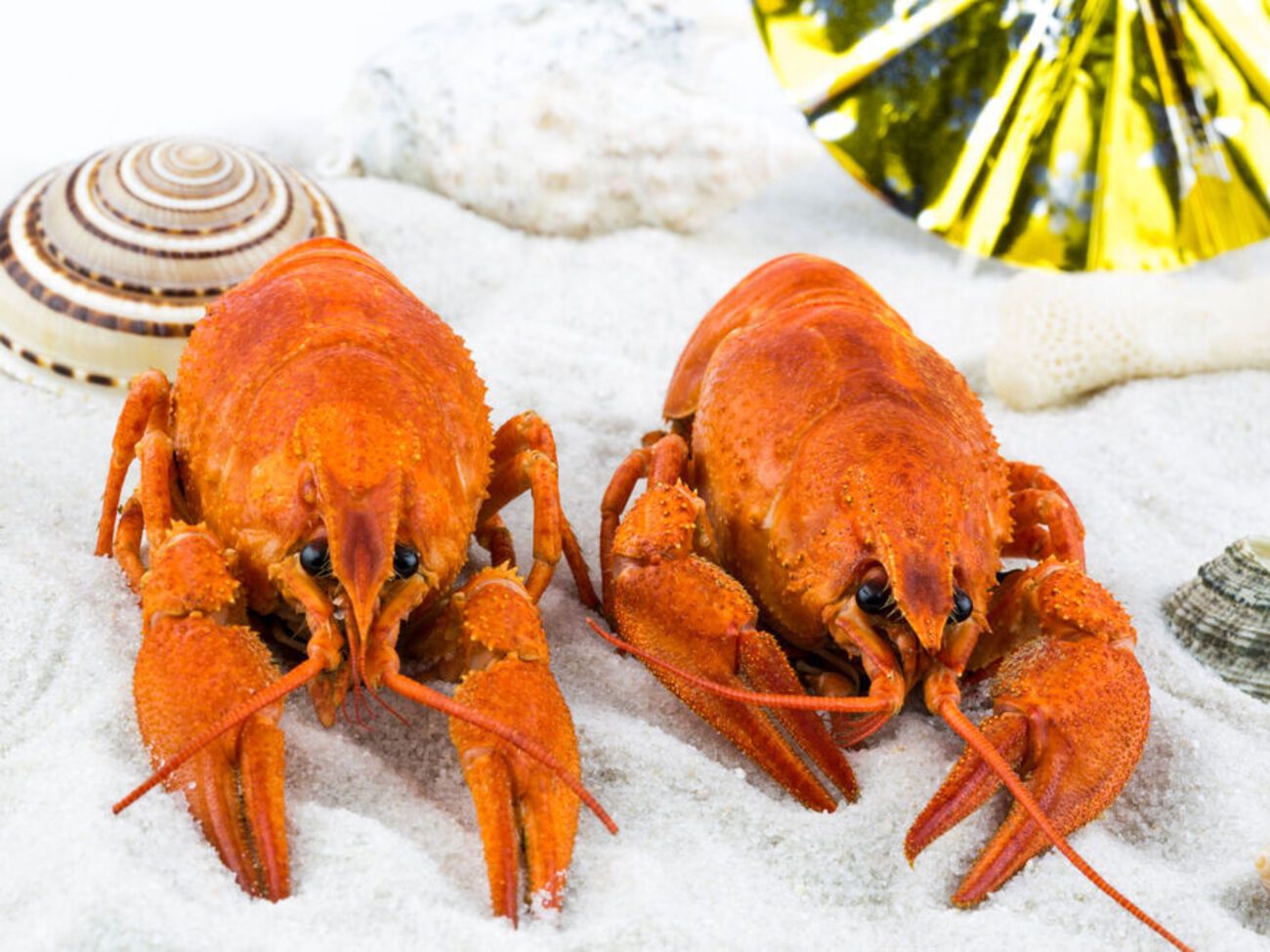 Закон призван обеспечить животным безболезненную смерть