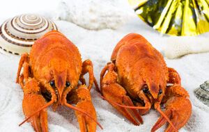 Закон призван обеспечить животным безболезненную смерть