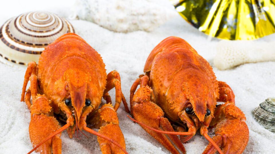 Закон має на меті забезпечити тваринам безболісну смерть