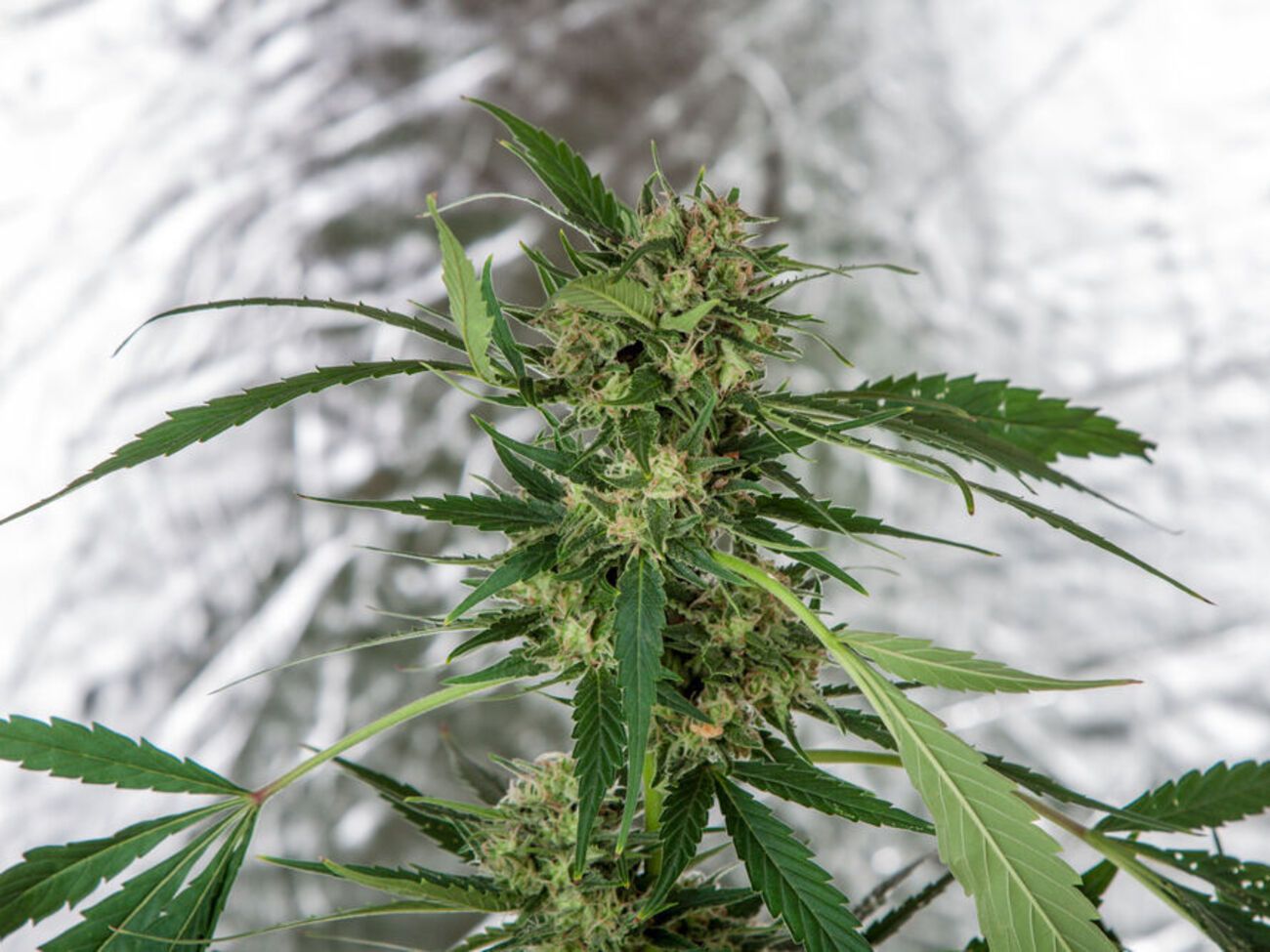 В Uber не говорят о том, будут ли расширять предложение по продаже марихуаны провинции Канады