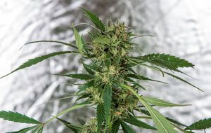 В Uber не говорят о том, будут ли расширять предложение по продаже марихуаны провинции Канады