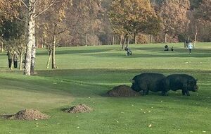 Животные приходили дважды