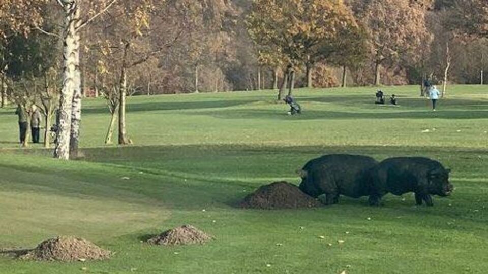 Тварини приходили двічі