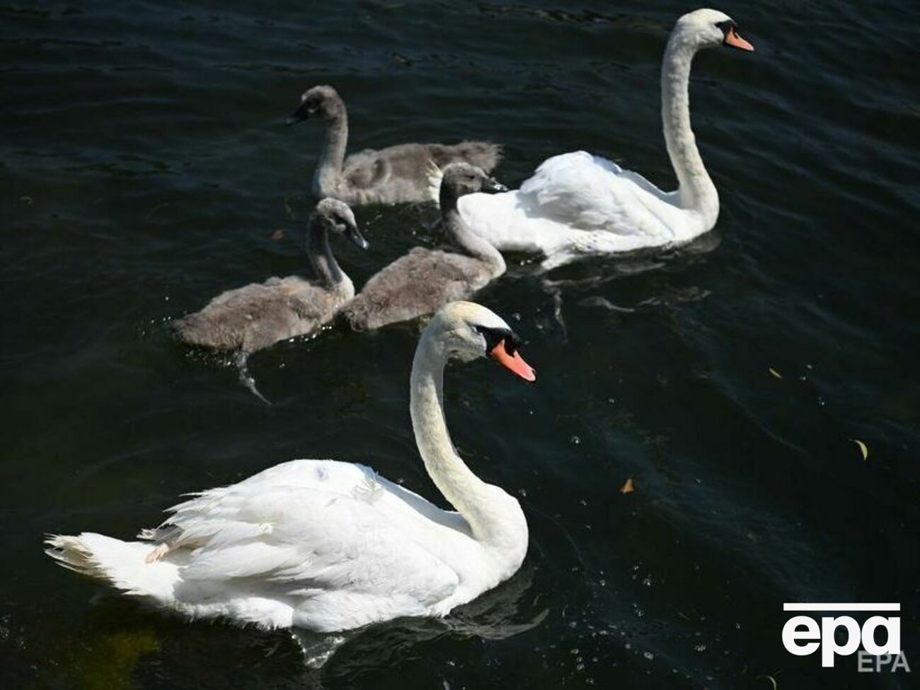 У смерті лебедів дві версії