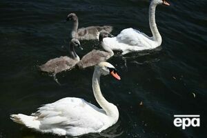 У смерті лебедів дві версії