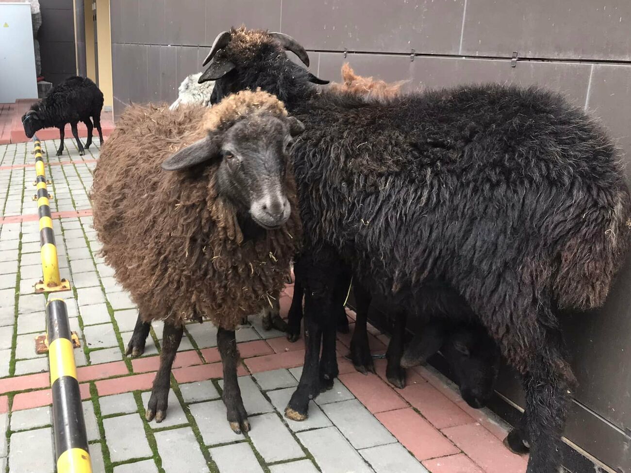 Овец из-под КГГА отправили на временную передержку в Киевский зоопарк