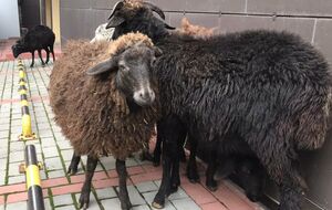 Овец из-под КГГА отправили на временную передержку в Киевский зоопарк