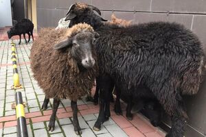 Овец из-под КГГА отправили на временную передержку в Киевский зоопарк