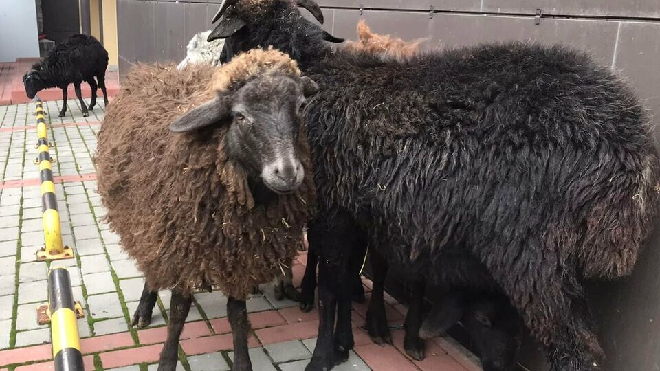 Овець із-під КМДА відправили на тимчасову перетримку до Київського зоопарку