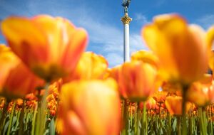 В мае этого года на Майдане Незалежности расцвели 100 тыс. тюльпанов