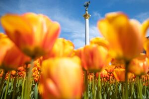 В мае этого года на Майдане Незалежности расцвели 100 тыс. тюльпанов