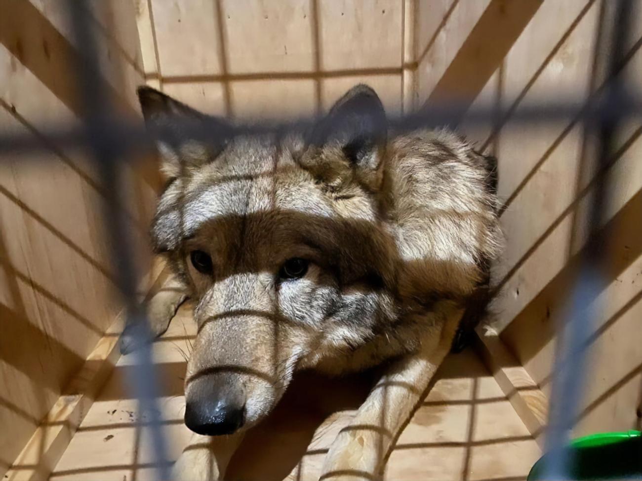 Тварин вилучили, їх передадуть у "Фельдман Екопарк" в Харківській області