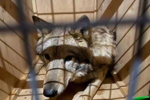 Тварин вилучили, їх передадуть у "Фельдман Екопарк" в Харківській області