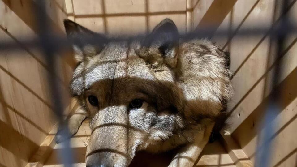 Тварин вилучили, їх передадуть у "Фельдман Екопарк" в Харківській області