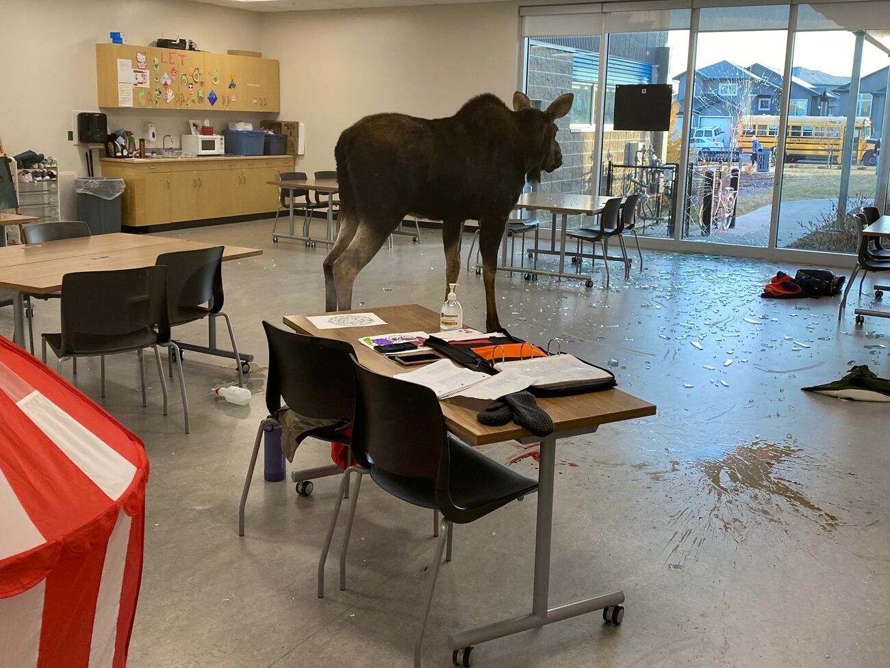 Животное усыпили и вывезли на природу