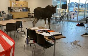 Животное усыпили и вывезли на природу