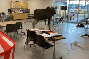 Животное усыпили и вывезли на природу