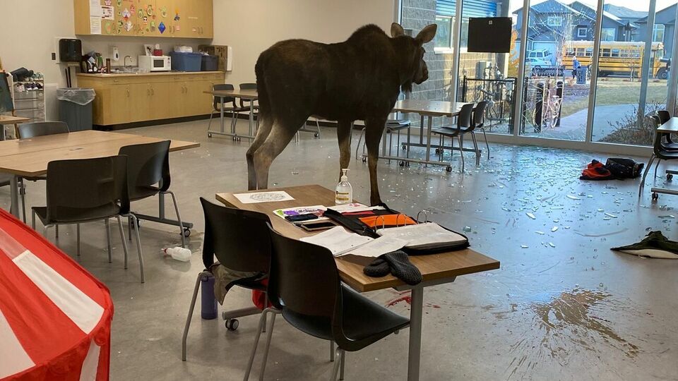 Животное усыпили и вывезли на природу