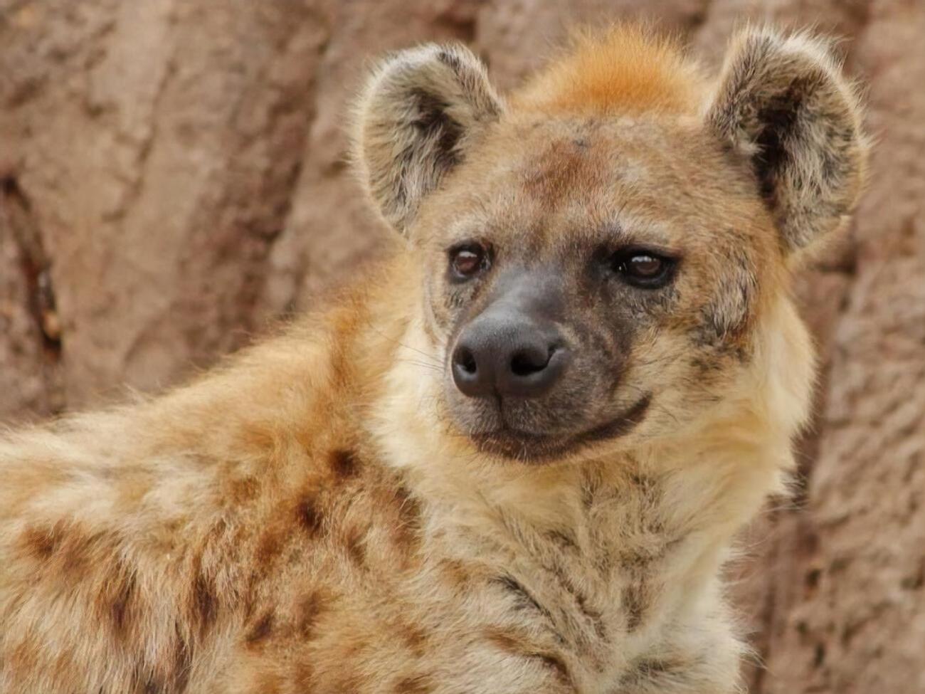 В зоопарке отметили, что гиены &ndash; животные выносливые