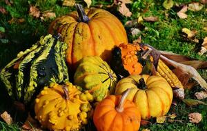 Фермер считает, что в этой ситуации виноваты потребители – они хотят видеть на прилавке ровные и красивые плоды