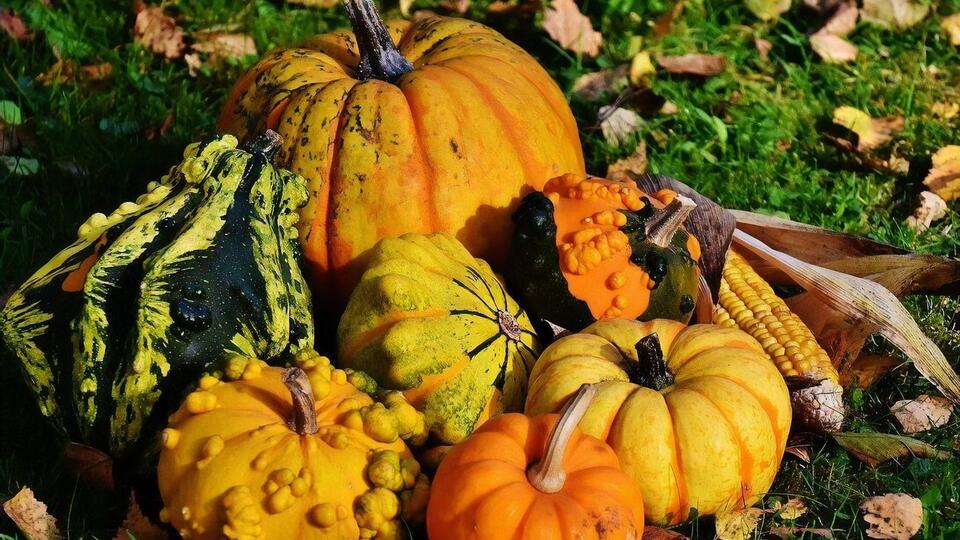 Фермер считает, что в этой ситуации виноваты потребители – они хотят видеть на прилавке ровные и красивые плоды