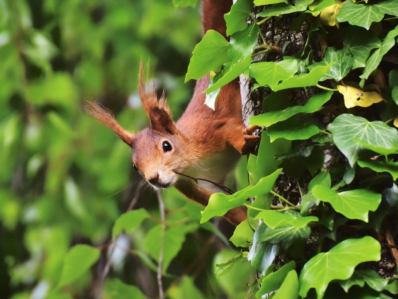 Білка напала в центральному парку міста на кота, тварин намагалися розняти двоє чоловіків
