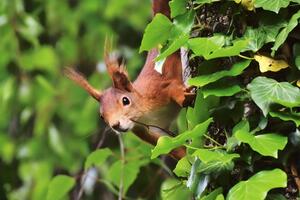 Білка напала в центральному парку міста на кота, тварин намагалися розняти двоє чоловіків
