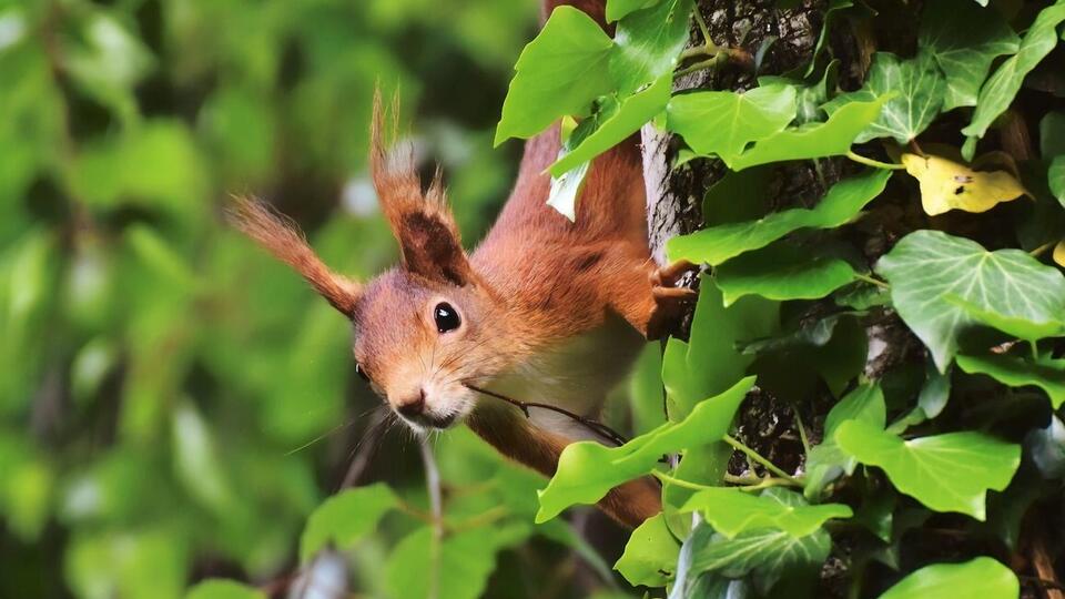 Белка напала в центральном парке города на кота, животных пытались разнять двое мужчин