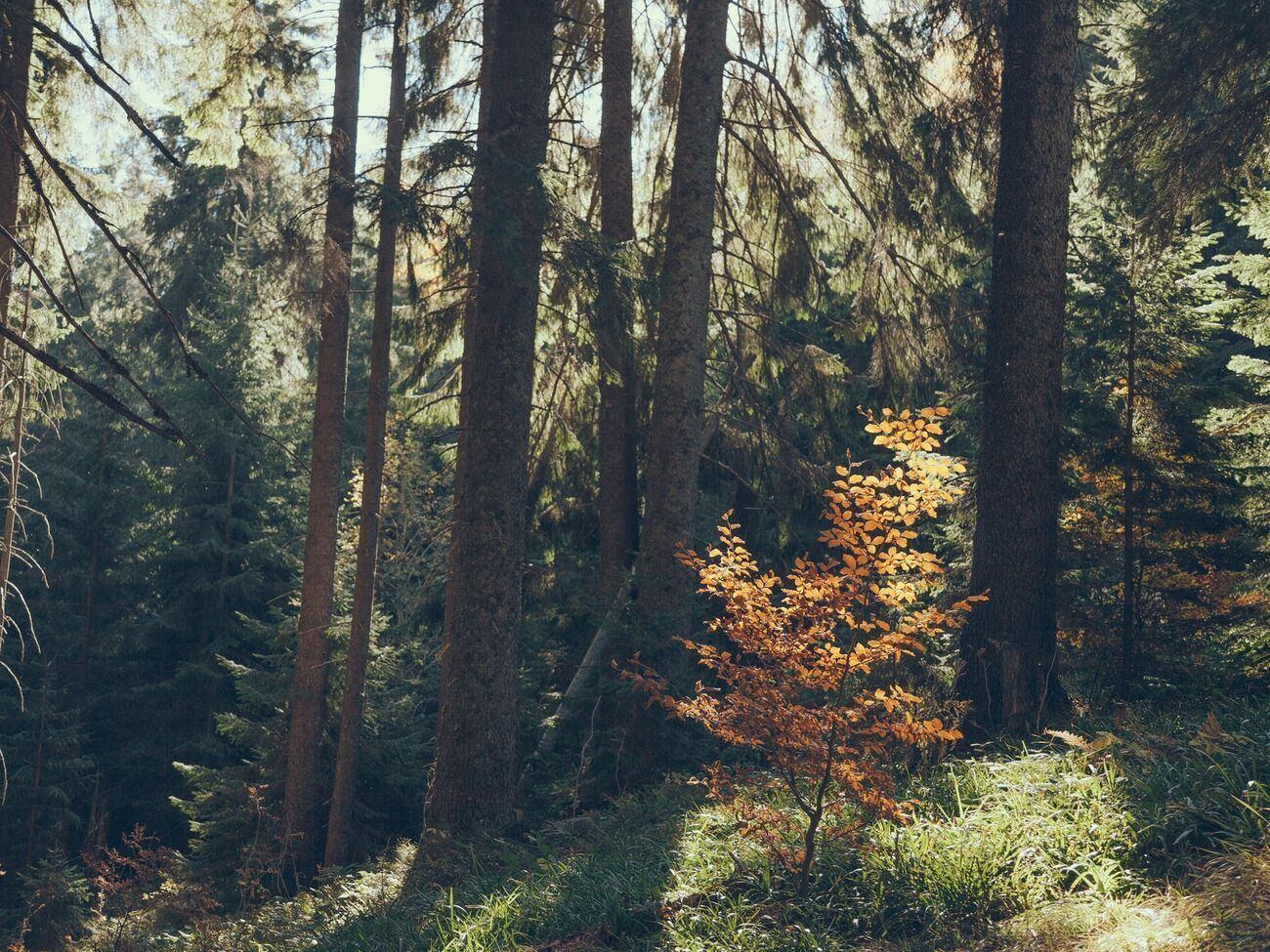 Деревья в рамках проекта высаживают весной и осенью