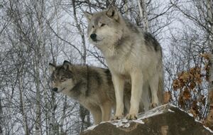 Местные жители рассказали, что в последние месяцы волки не раз утаскивали в лес собак