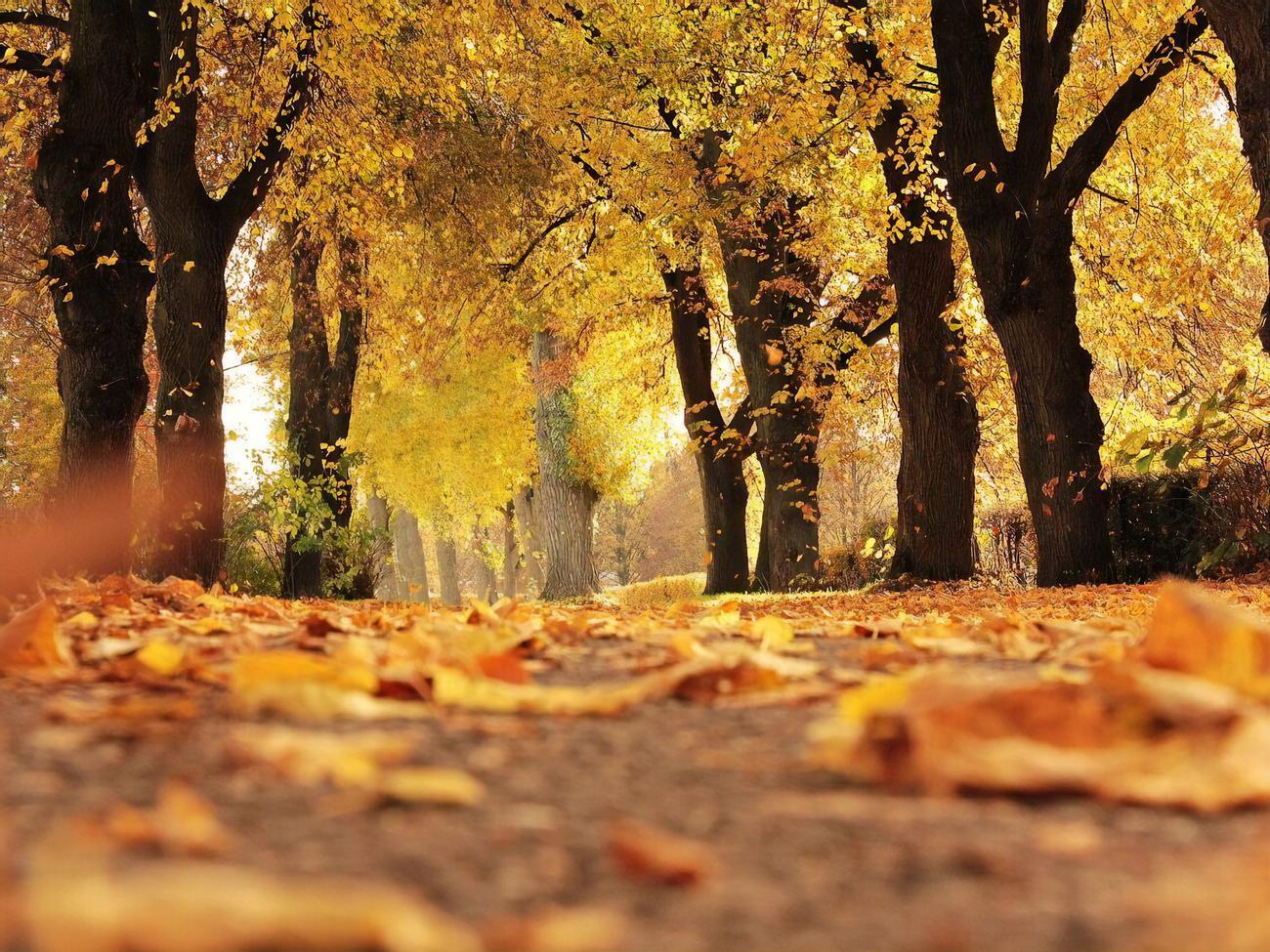 Метеорологическая осень в Киеве началась 19 сентября